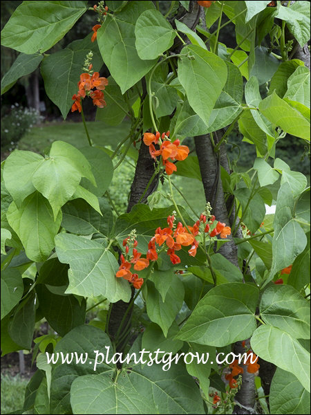 Scarlet Runner Bean (Phaseolus vulgaris) 
An heirloom ornamental or edible vegetable.